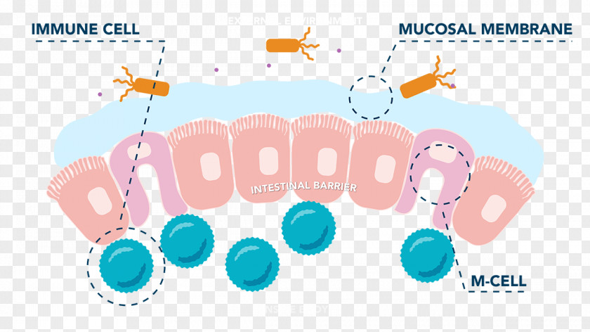 Cancer Cell Of Globular Pathogen Small Intestine Microfold Gastrointestinal Tract PNG