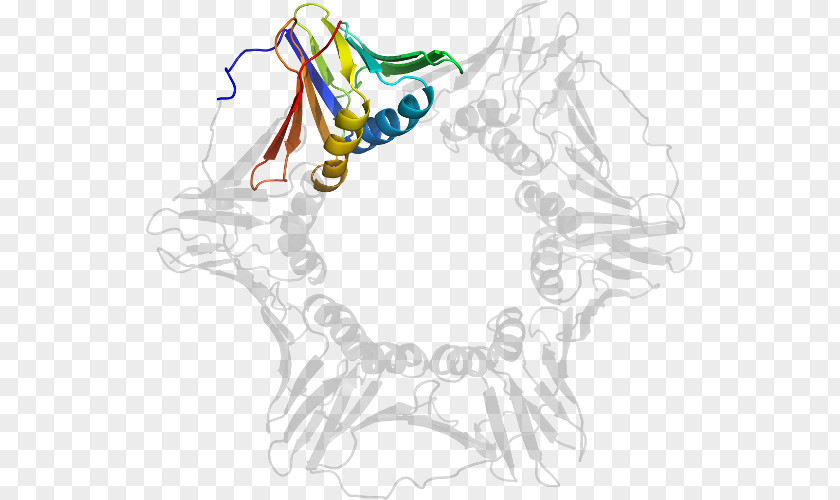 Design Vertebrate Line Art Clip PNG