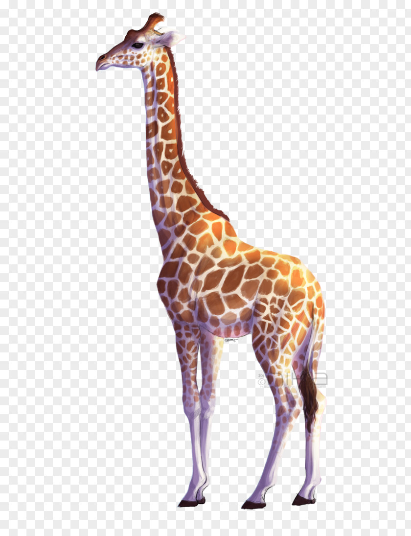 Giraffe PNG