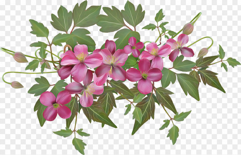 Perennial Plant Impatiens Flower Pink Flowering Petal PNG