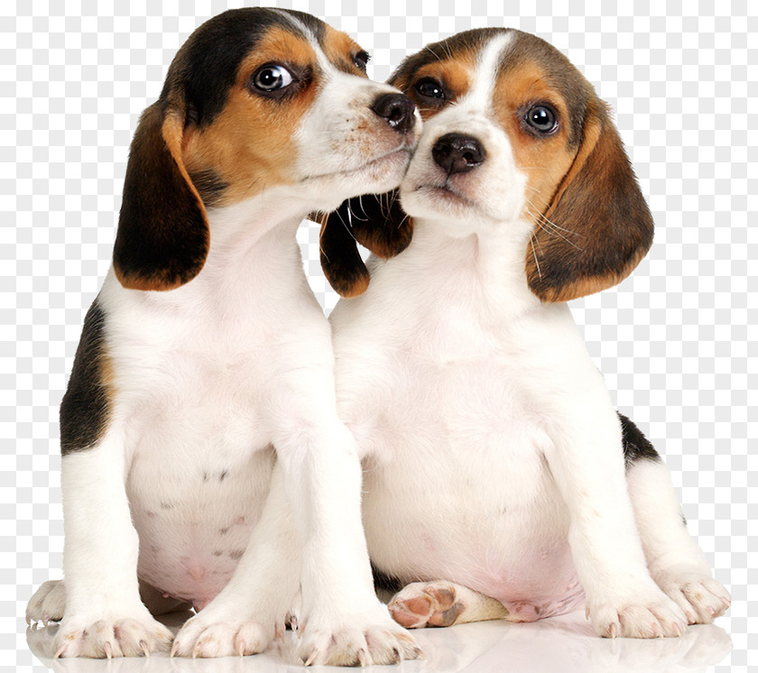 Puppy Beagle Dachshund Basset Hound Talbot PNG