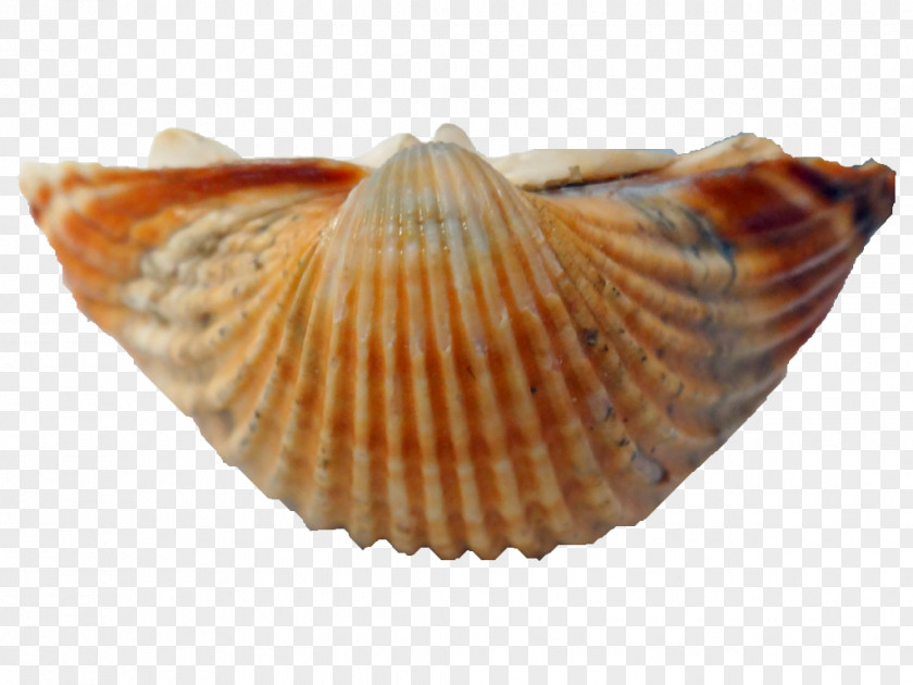 Seashell Cockle Conchology Hontza Museoa PNG