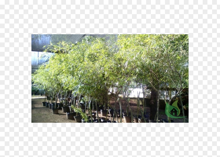 Tree Plantation Shrub PNG