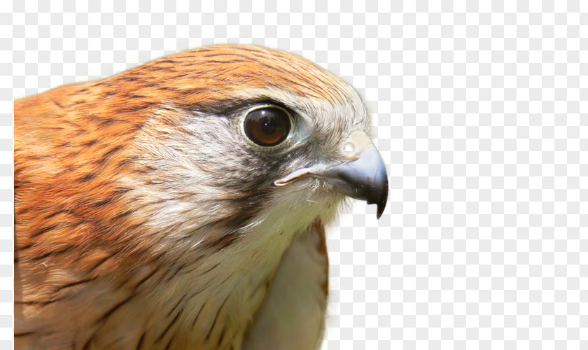 Bird Falcon Image American Kestrel PNG