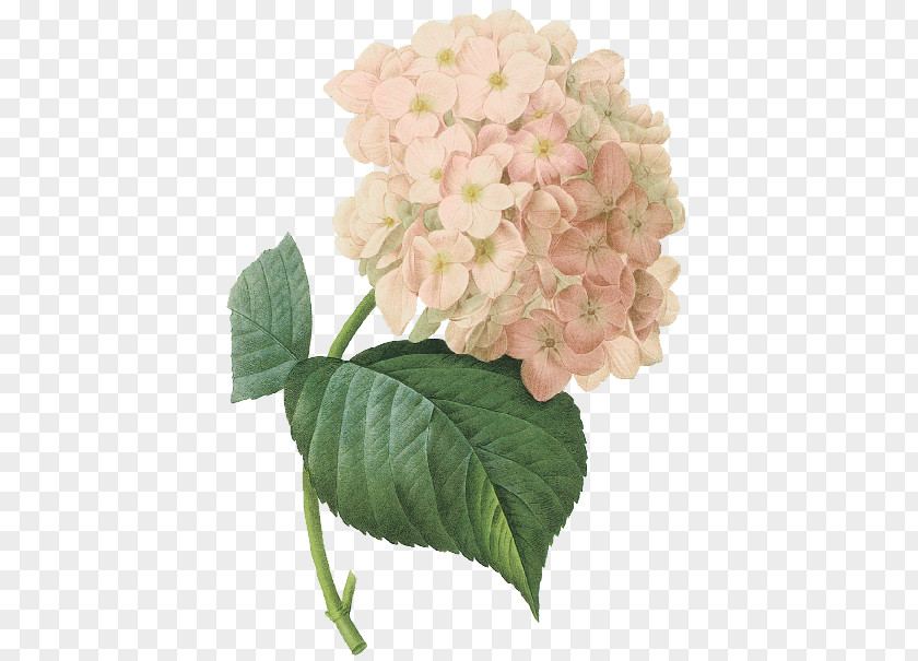 Flower French Hydrangea Botanical Illustration Botany Art PNG