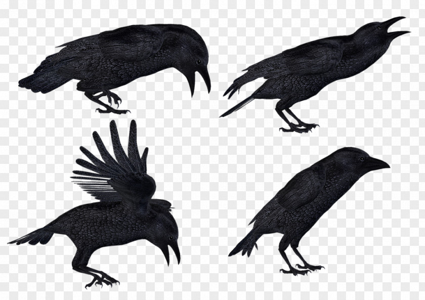 Flying Crow Common Raven Clip Art PNG