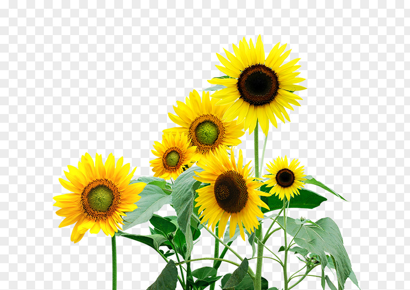 Painted Sunflowers Flower Hefei Yuxing School PNG