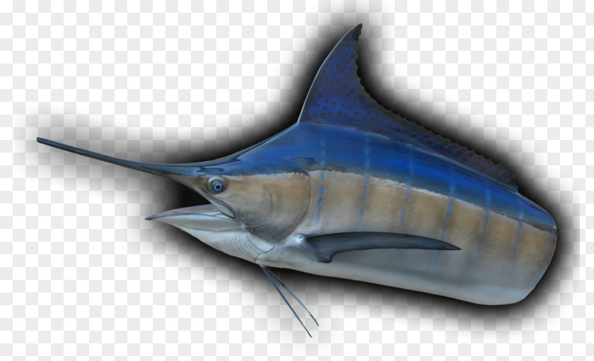 Shark Swordfish Tiger Requiem Sharks PNG