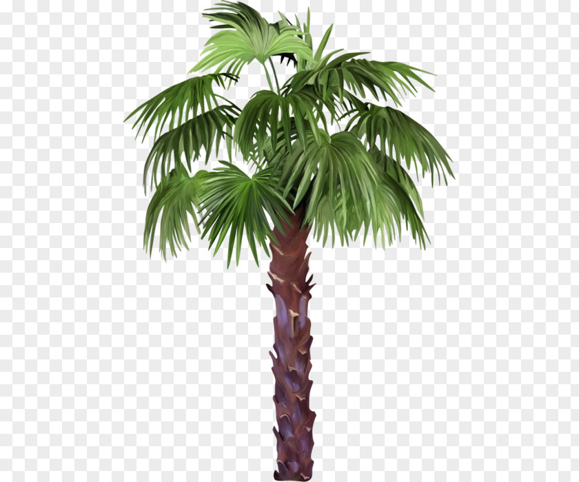 Tree Arecaceae Plant Branch PNG