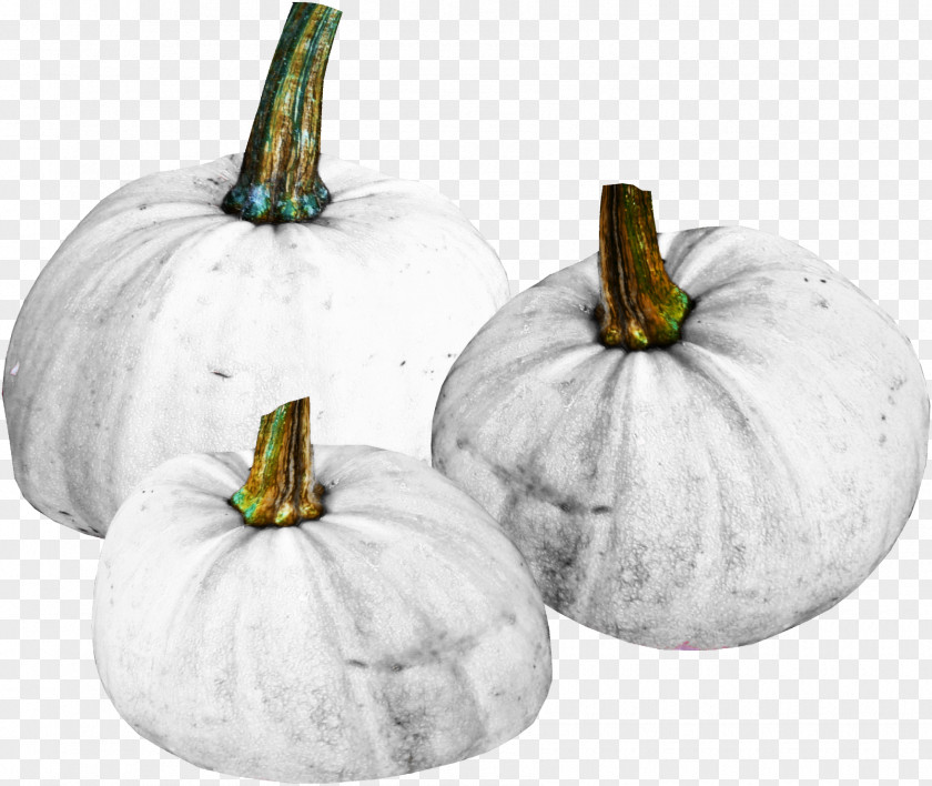 White Pumpkin Material Free To Pull Calabaza Figleaf Gourd Winter Squash PNG
