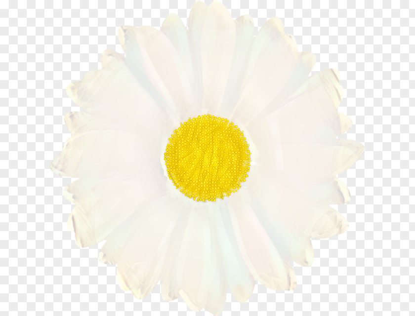 Daisy Family Camomile Flowers Background PNG