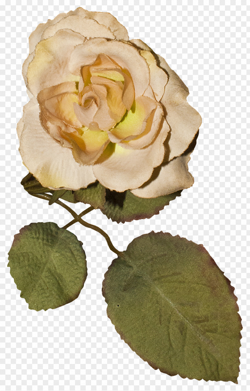 Exclusive Elements Garden Roses Centifolia Cut Flowers Floral Design PNG