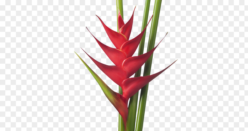 Flower Heliconia Bihai Tropics Rostrata Wagneriana PNG