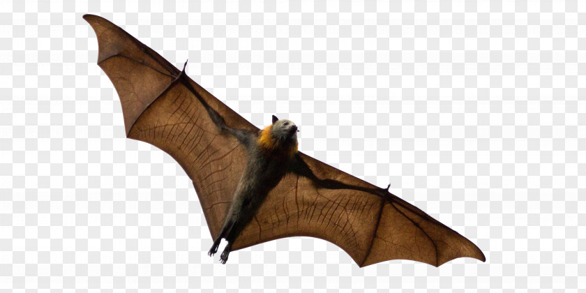Mosquito-borne Disease Bats That Eat Fruit Grey-headed Flying Fox Black Animal PNG