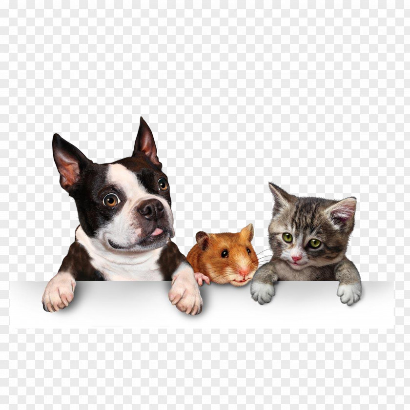The Animals Sprawled On Table Dog Cat Pet Adoption Puppy PNG