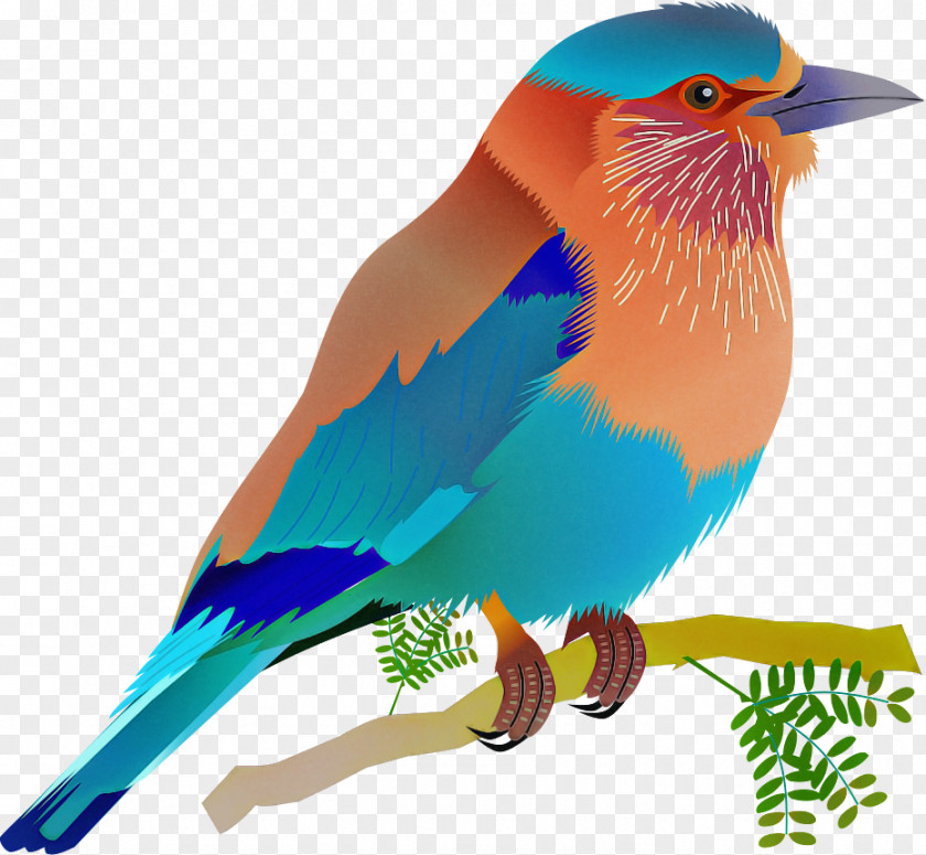 Bird Beak Eastern Bluebird Roller PNG