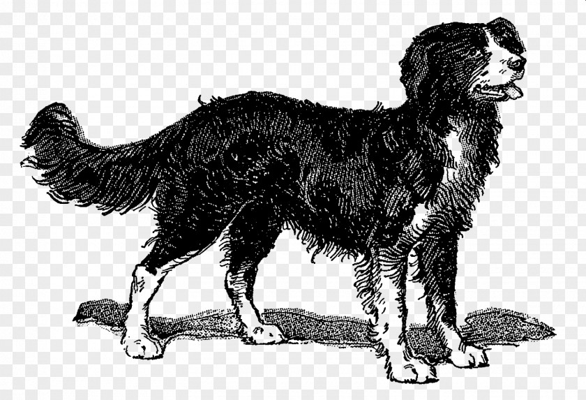 Digital Illustration Bernese Mountain Dog Breed Sporting Group Mammal Canidae PNG