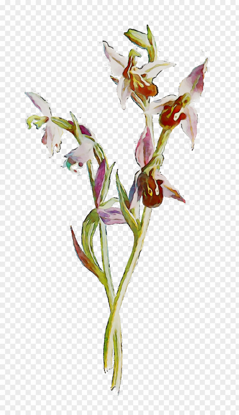 Gladiolus Plant Stem Cut Flowers Plants PNG