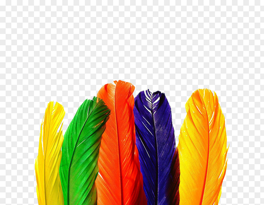 H5 Material Beautiful Feathers Bird Feather Color Wallpaper PNG