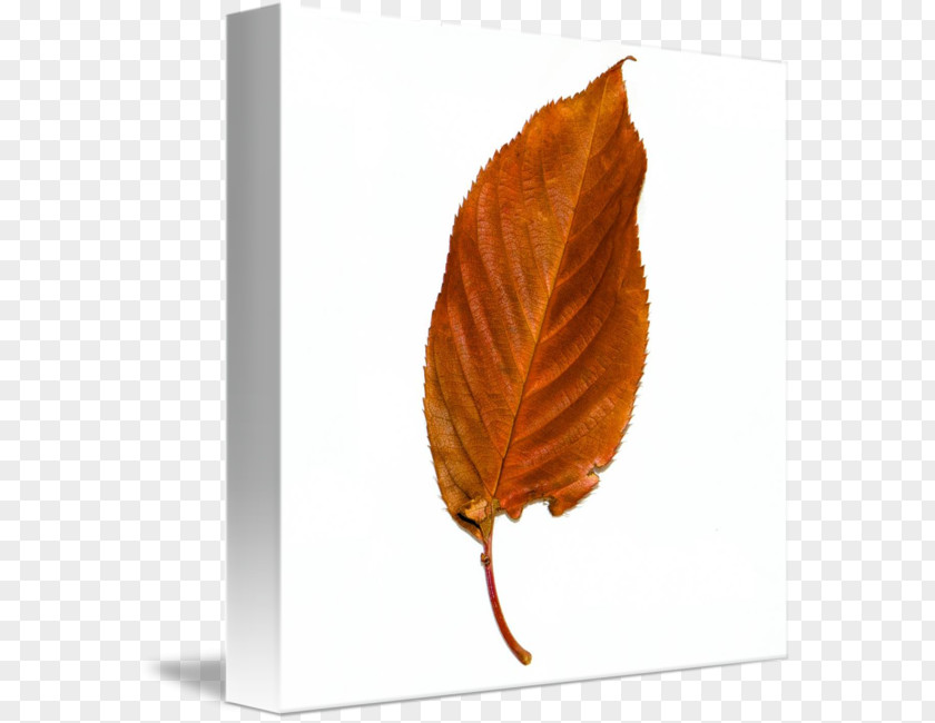 Leaf Imagekind Art Poster Canvas PNG