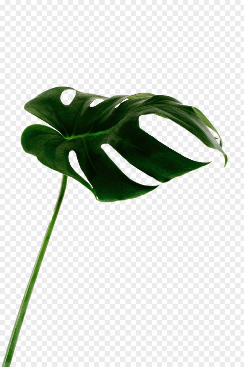 Leaf Plant Stem Product Design Flower PNG