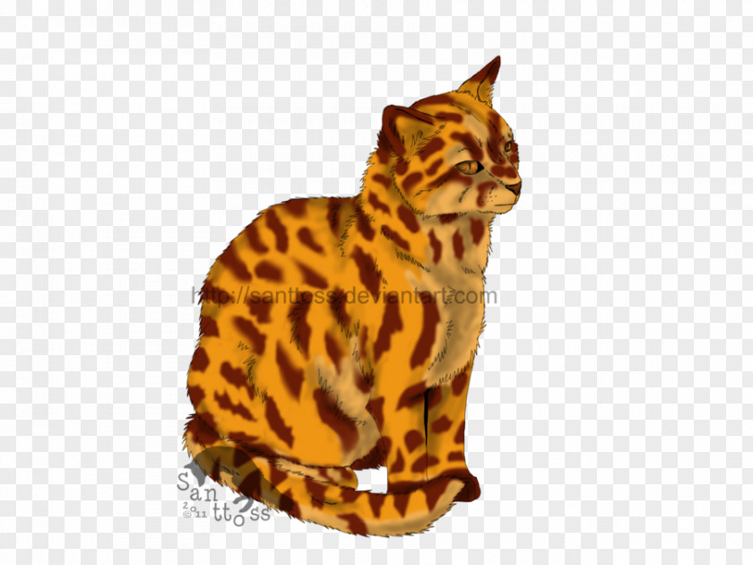 Leopard Eyes Bengal Cat California Spangled Cats Of The Clans Warriors Leopardstar PNG