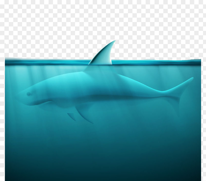 Ocean Shark Design Vector Material Great White Spinner Dolphin Squaliformes Tiger PNG