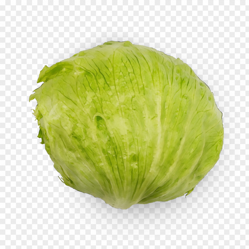 Romaine Lettuce Plant Cabbage Iceburg Vegetable Leaf PNG