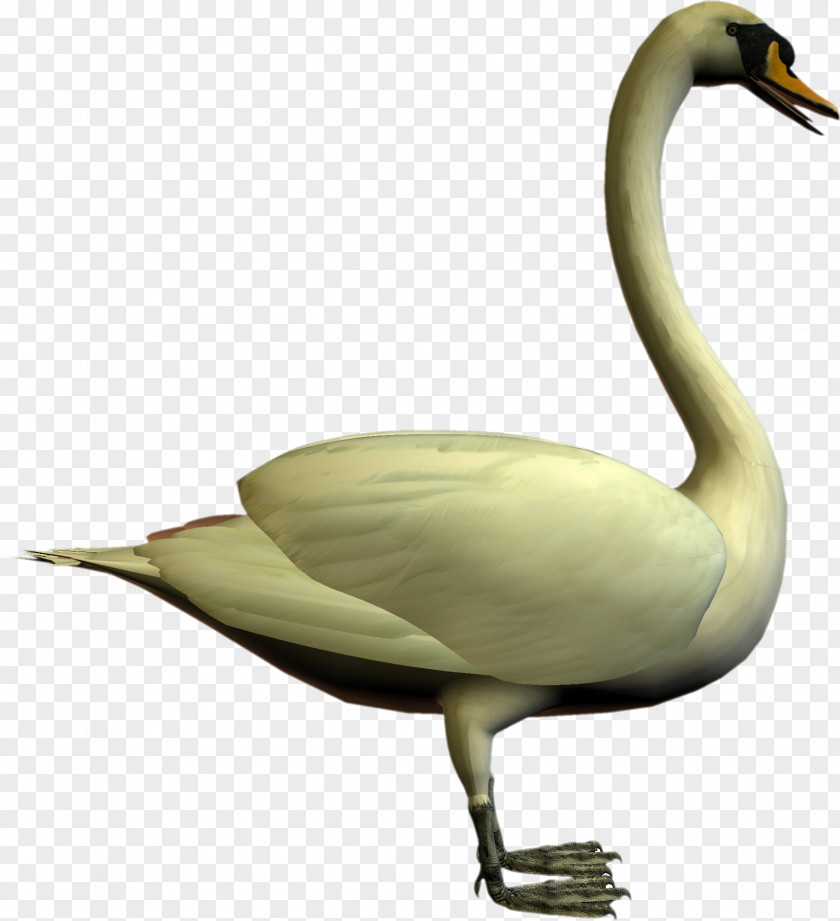Swan Cygnini Goose Bird Duck PNG