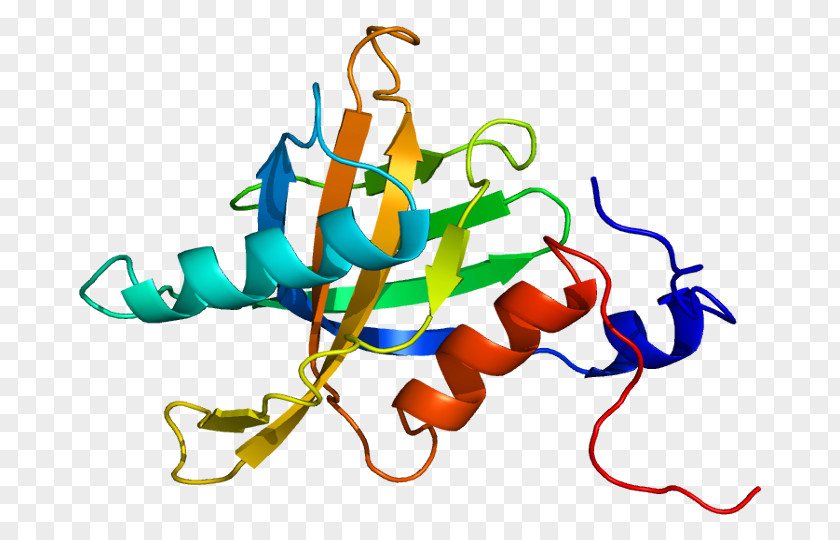 TENC1 Protein Gene Human Tensin PNG
