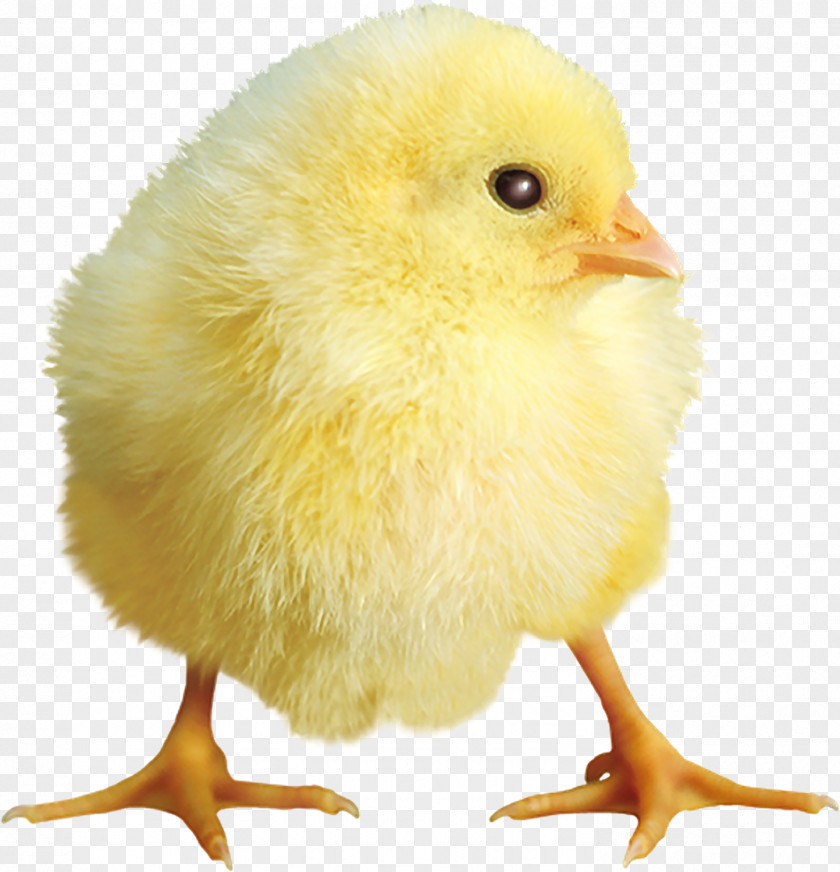 Yellow Chick Chicken PNG