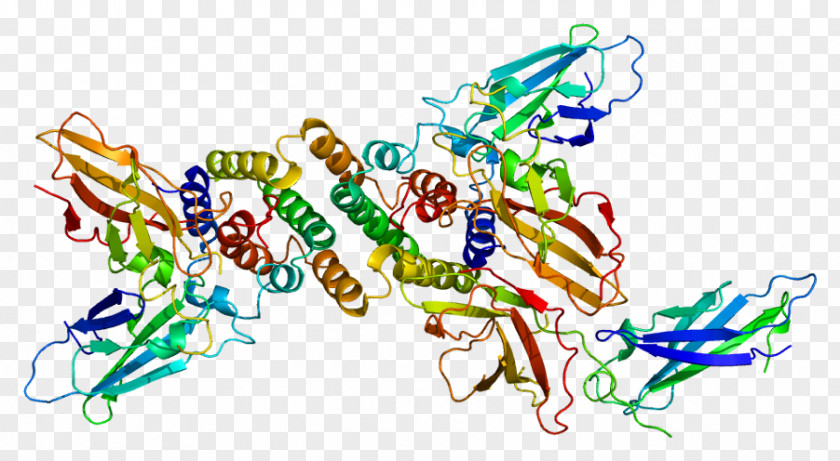 Interferon Gamma Receptor 1 Interferon-gamma PNG