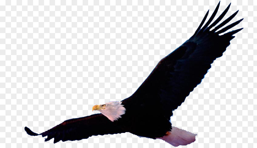 Bald Eagle Bird Image Drawing PNG