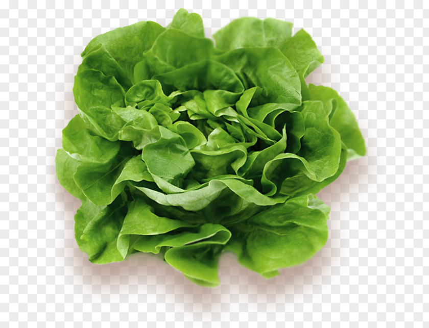 Campaign Setting Lettuce Leaf Vegetable Food Wrap PNG