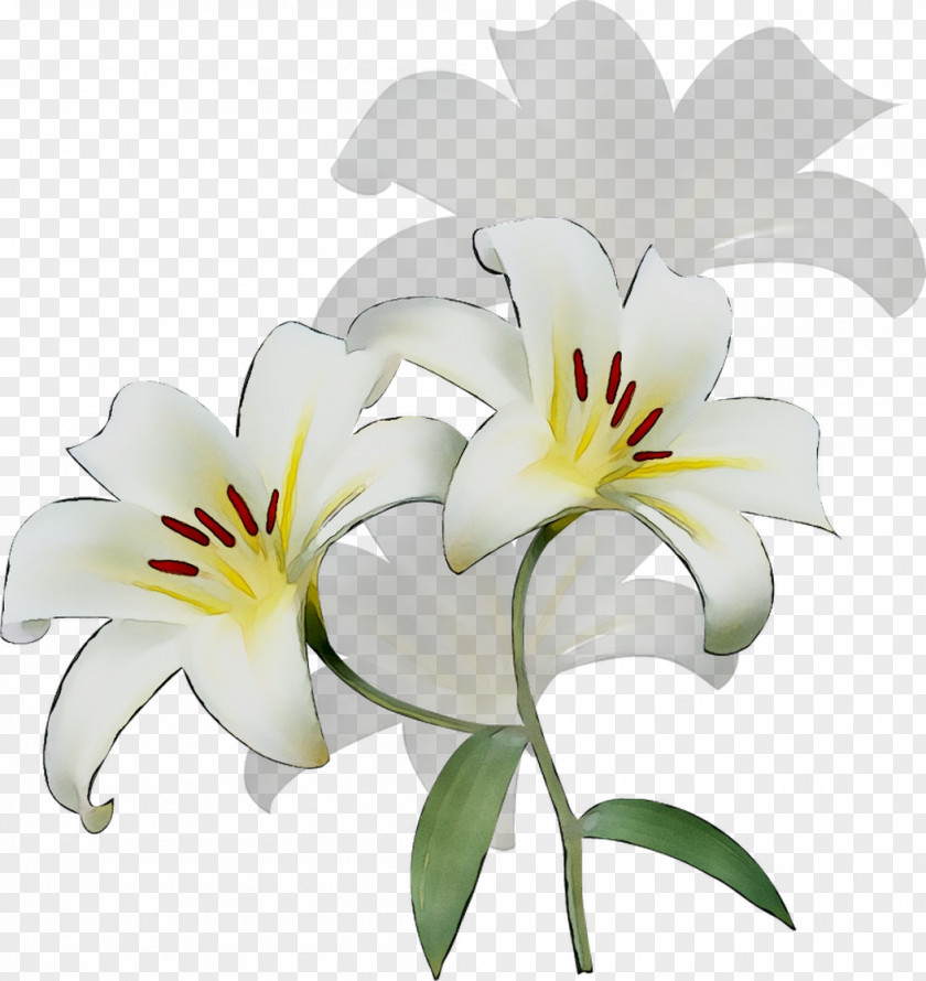Cut Flowers Daylily Lily M PNG