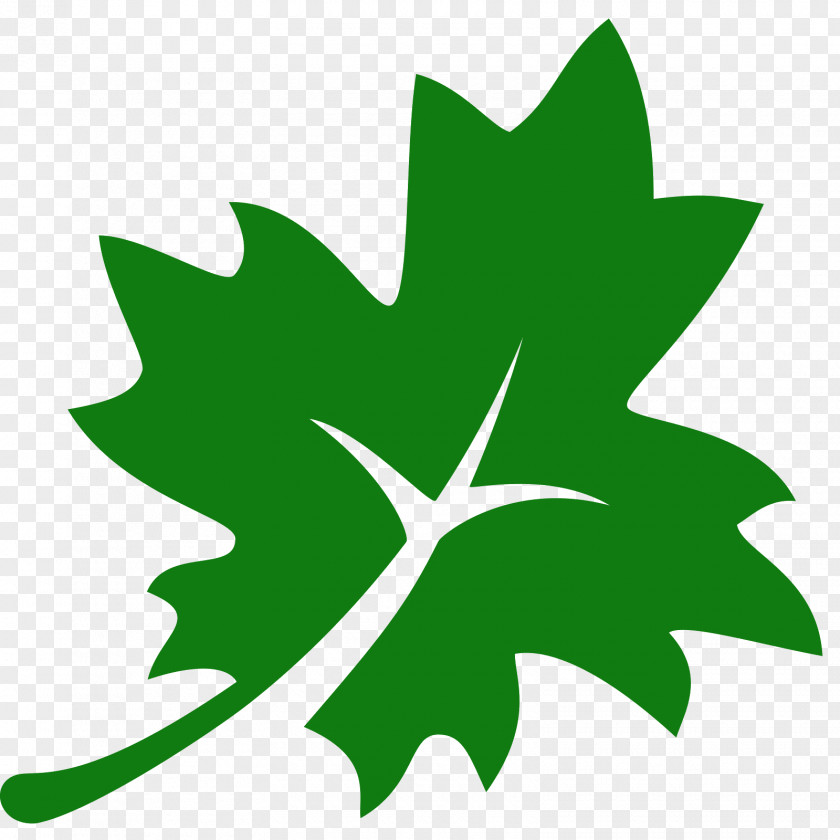 Olive Leaf Acer Nigrum Maple PNG