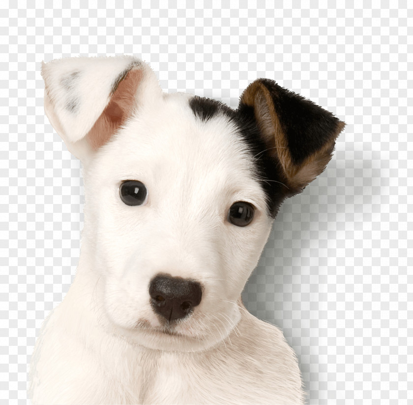 Pets Jack Russell Terrier Parson Miniature Fox Puppy PNG