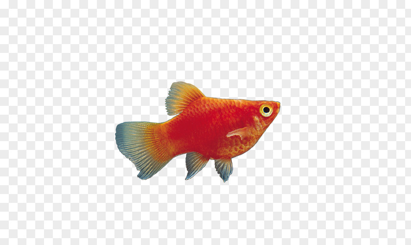 Red Sea Fish Model Goldfish Aquarium PNG