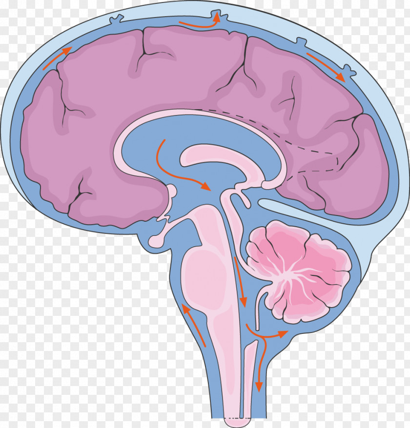 Brain Central Nervous System Cerebrospinal Fluid Spinal Cord PNG