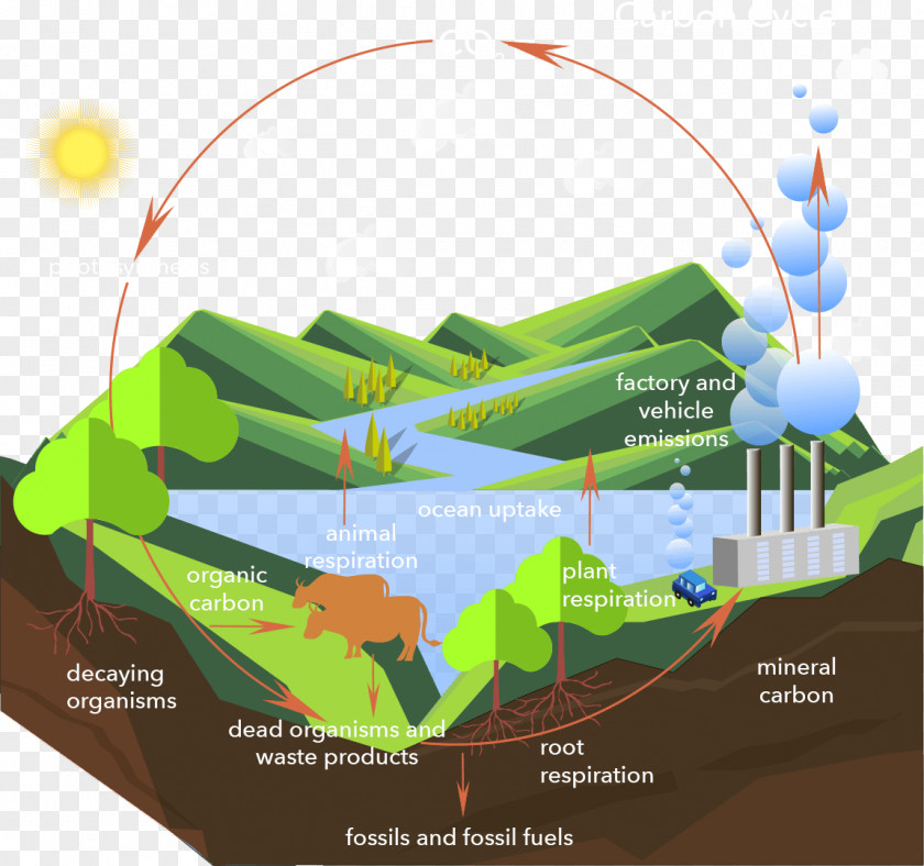 Carbon Cycle Dioxide Process PNG