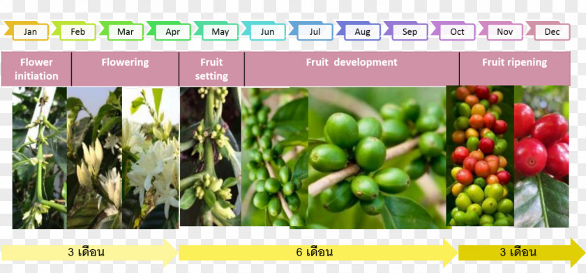 Coffee Paksong Bolaven Plateau Kaffa Province Vegetable PNG