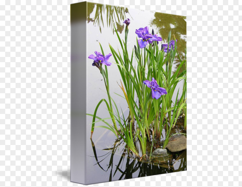 Japanese Garden Iris Pseudacorus Aquatic Plants Water PNG