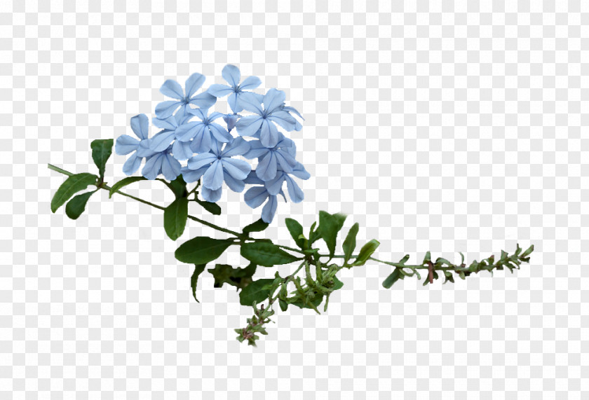 Lilac Floral Design Cut Flowers Twig Plant Stem PNG