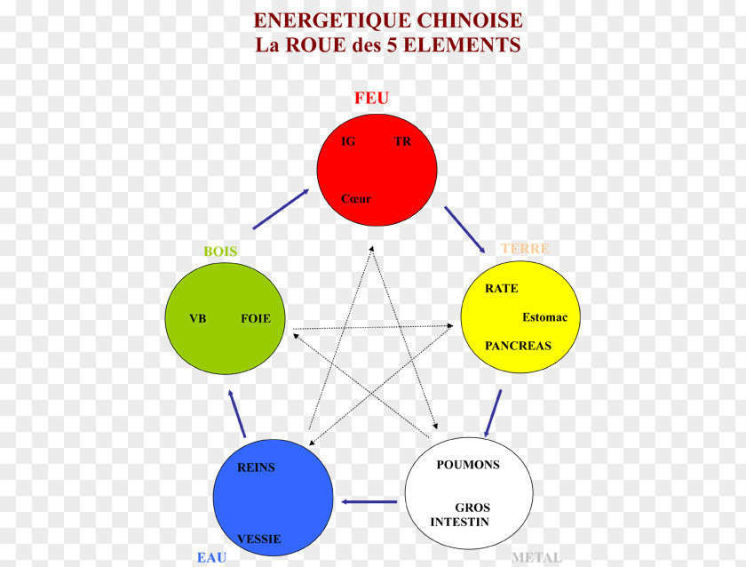 Reflexology Traditional Chinese Medicine Wu Xing Wheel Energy PNG