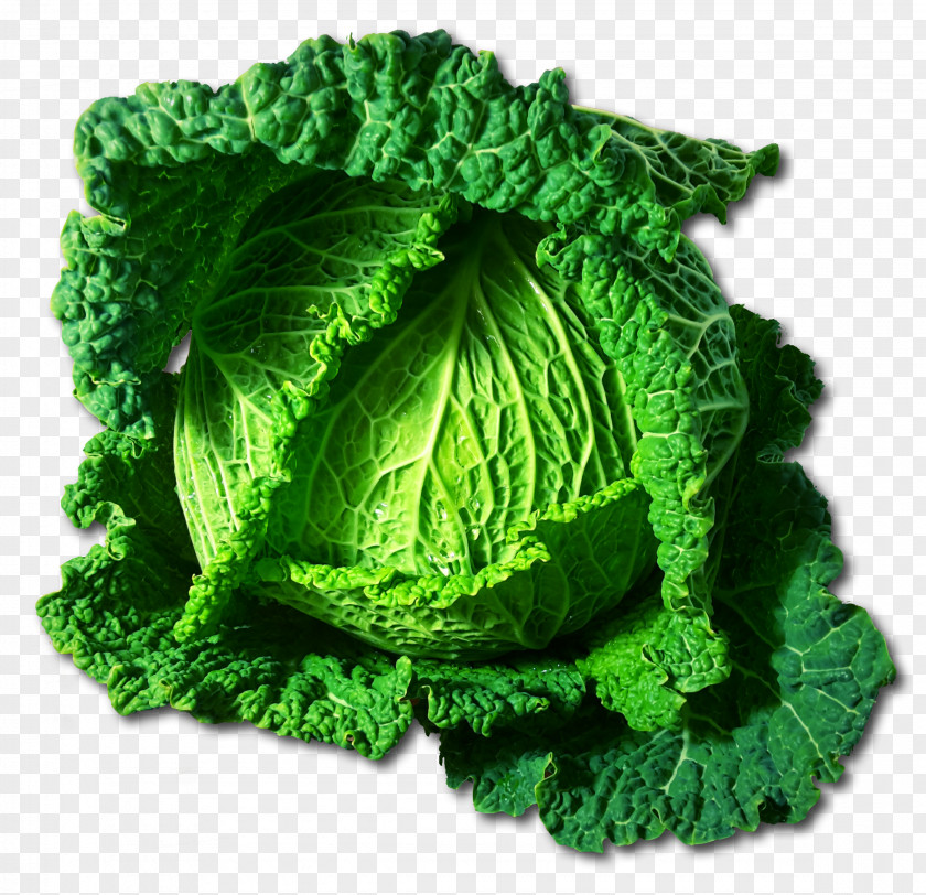 Cabbage Savoy Vegetable Food Clip Art PNG