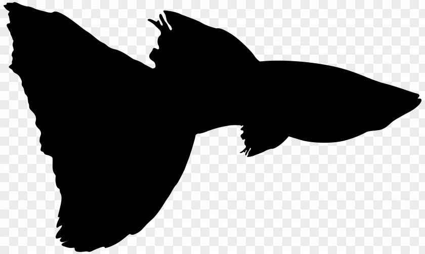 Clip Art Fauna Silhouette Beak Black M PNG