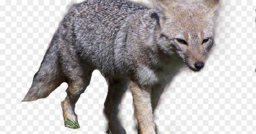 Dog Gray Fox Coyote El Zorro PNG