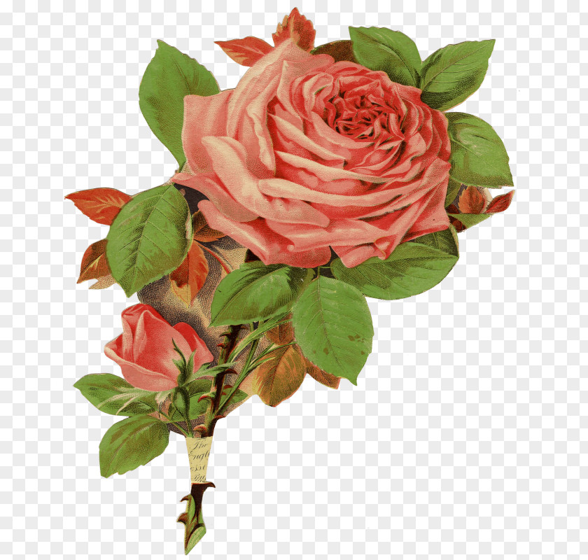 Flower Garden Roses Cabbage Rose Floribunda Cut Flowers PNG