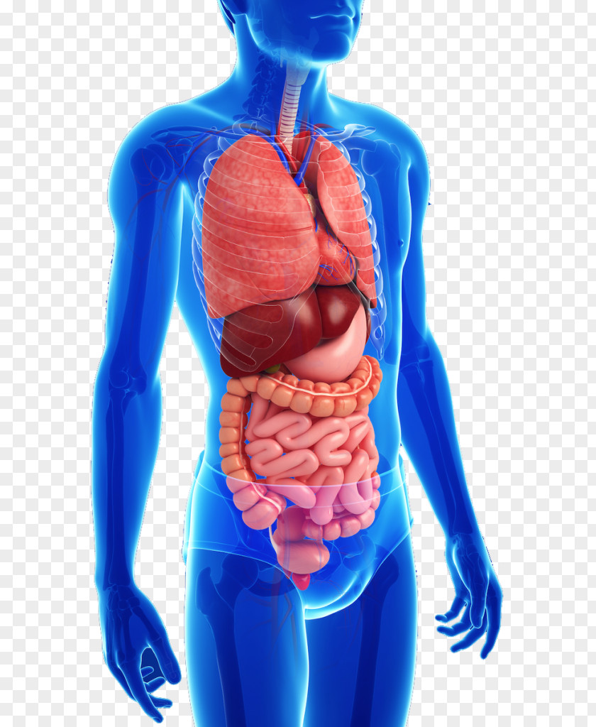 Human Body Gastrointestinal Tract Anatomy Digestive System Disease PNG