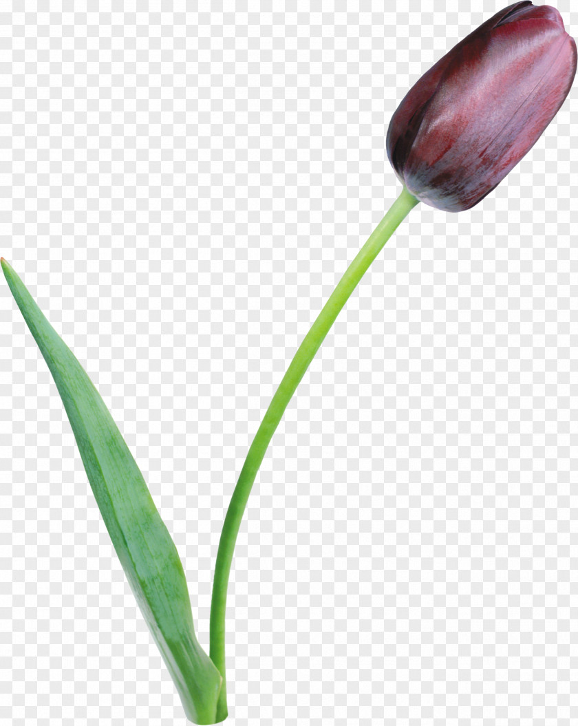 Tulip Tulipa Clusiana Flower Lilac Petal PNG